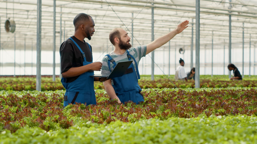 Diverse organic lettuce growers using laptop with agricultural management software to plan harvesting and delivery to local stores