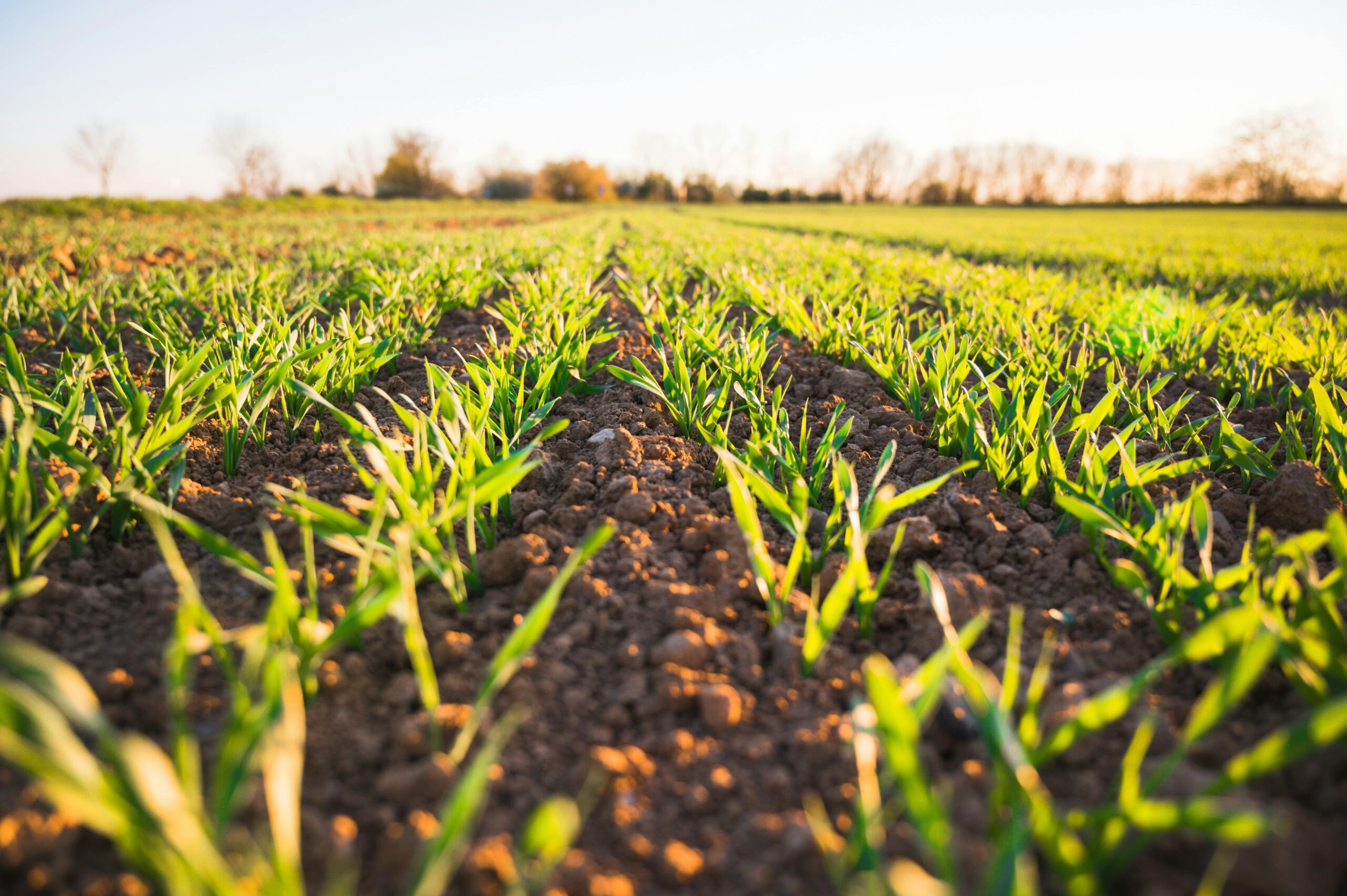 Scoping Review and Research Gap Analysis of Contaminants and Agricultural Production of Food for Human Consumption (Funded by the U.S. Food and Drug Administration)