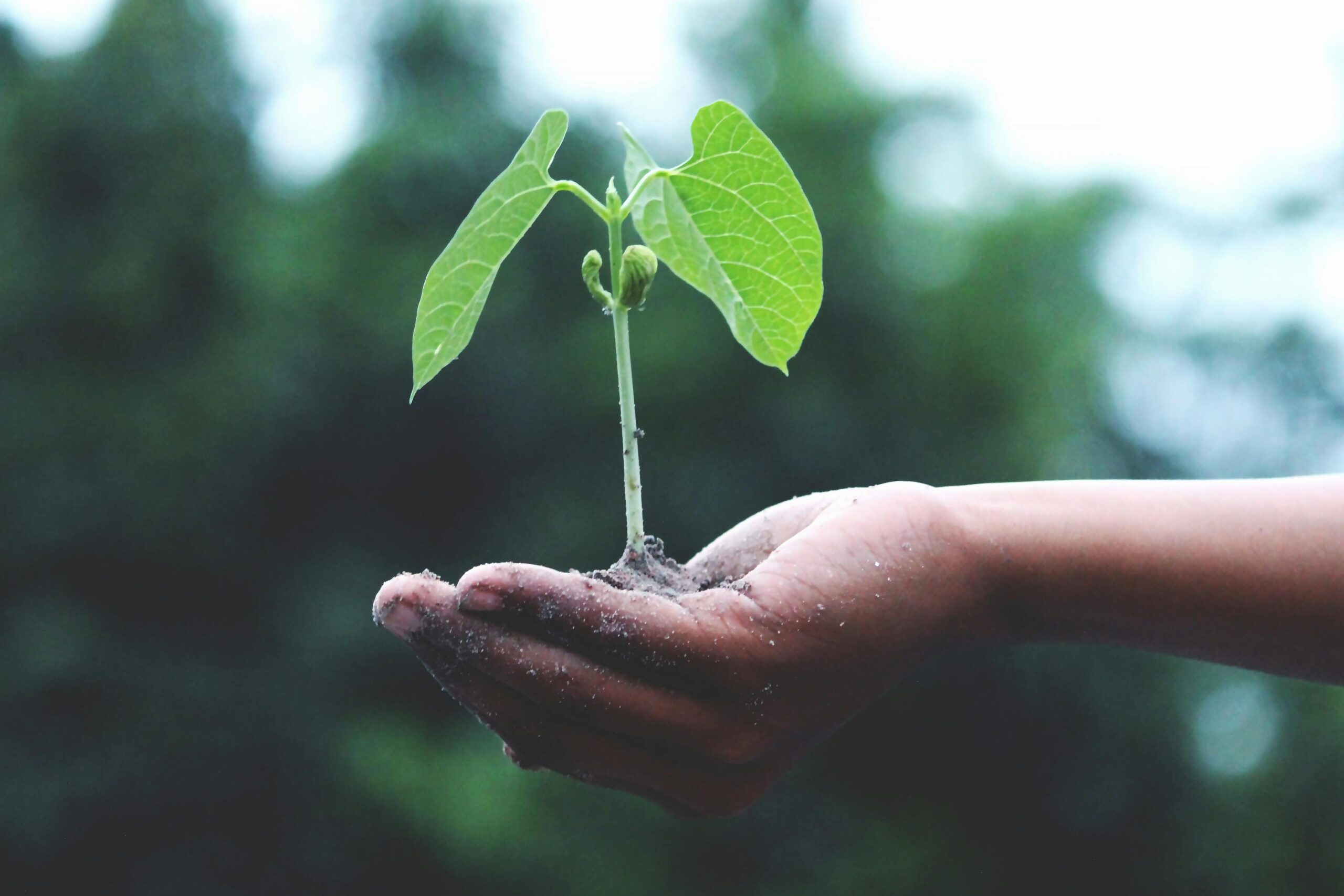 A young sapling held in a hand.