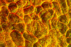 Microscopic pecan cells